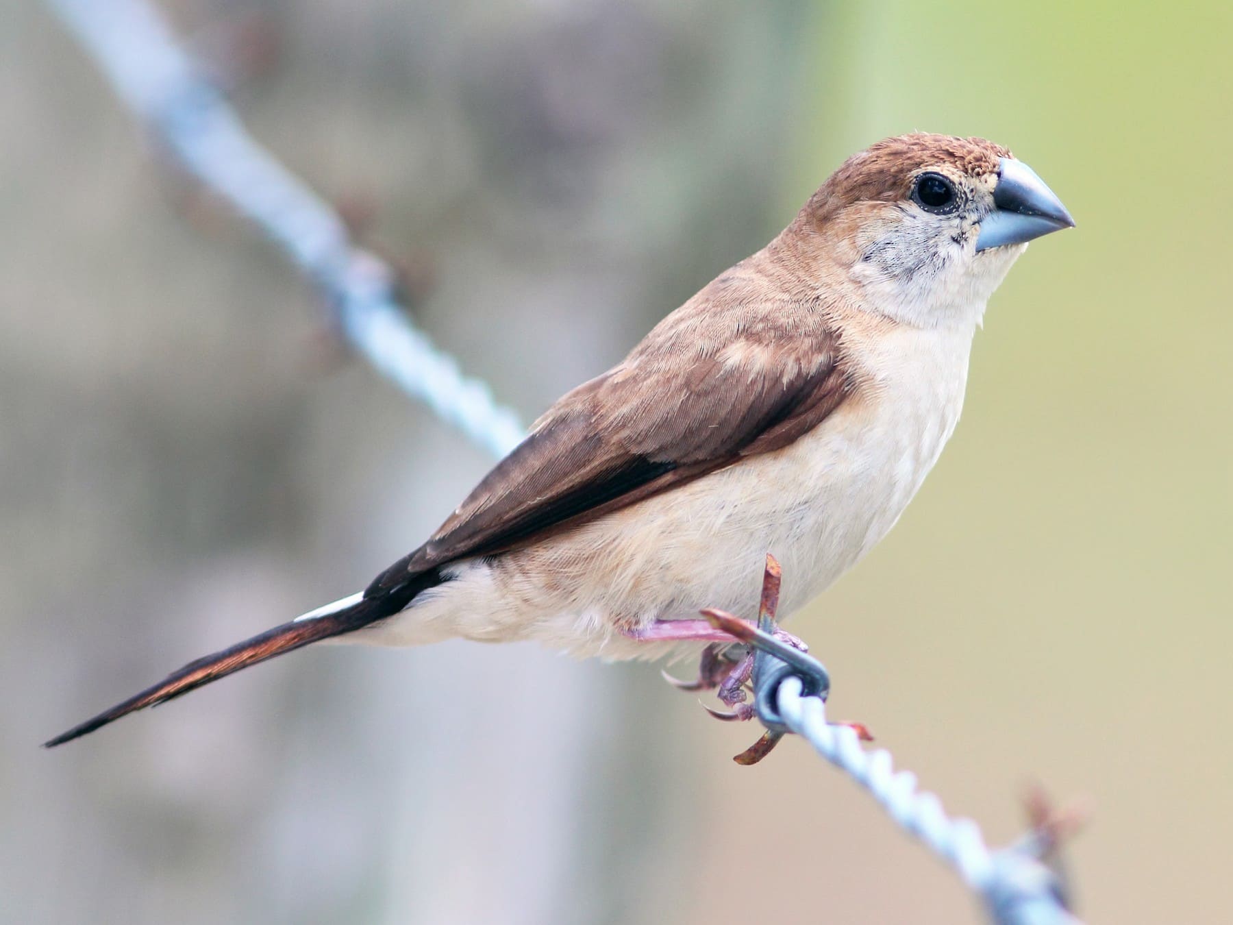 Indian Silverbill (White-throated Munia)